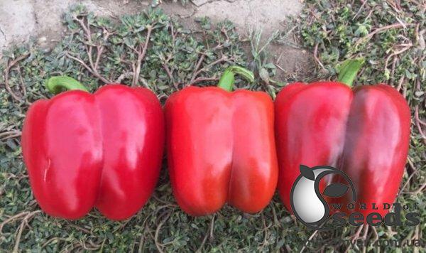 Перец Аида F1 500 семян. (Lark Seeds) Перец Аида F1 500 семян. (Lark Seeds)