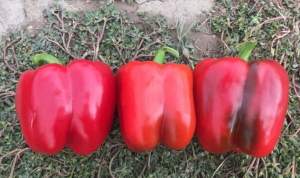 Перец Аида F1 500 семян. (Lark Seeds)