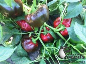 Перец Уилд F1 500 семян. (Lark Seeds) Перец Уилд F1 500 семян. (Lark Seeds)