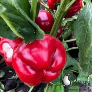 Перец Уилд F1 500 семян. (Lark Seeds) Перец Уилд F1 500 семян. (Lark Seeds)