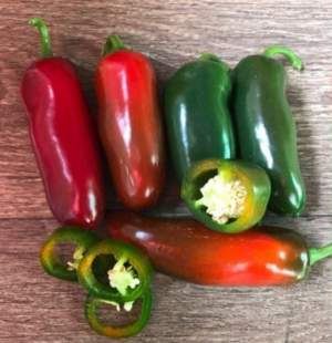 Перец Джин F1 500 семян. (Lark Seeds)