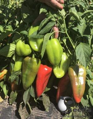 Перец Магус F1 500 семян. (Lark Seeds)