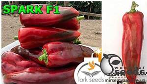 Перец Спарк F1 500 семян. (Lark Seeds)