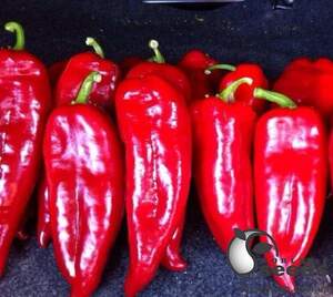 Перец Спарк F1 500 семян. (Lark Seeds)