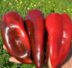 Перец Спарк F1 500 семян. (Lark Seeds) Перец Спарк F1 500 семян. (Lark Seeds)