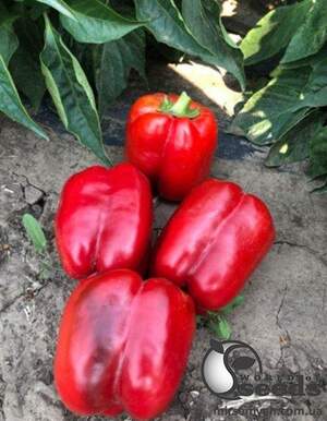 Перец Стрит F1 500 семян. (Lark Seeds) Перец Стрит F1 500 семян. (Lark Seeds)