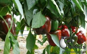 Перец Стрит F1 500 семян. (Lark Seeds) Перец Стрит F1 500 семян. (Lark Seeds)