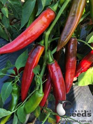 Перец Хороший F1 1000 семян. (Lark Seeds) Перец Хороший F1 1000 семян. (Lark Seeds)