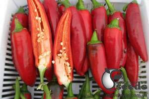 Перец Хороший F1 1000 семян. (Lark Seeds) Перец Хороший F1 1000 семян. (Lark Seeds)