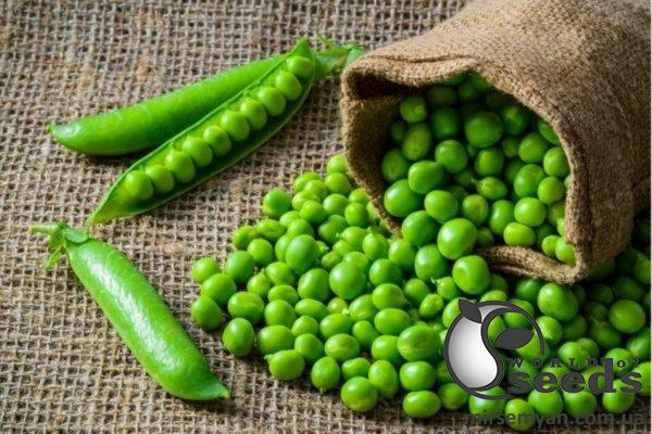 Горох Идальго 100 000 семян. Syngenta Горох Идальго 100 000 семян. Syngenta