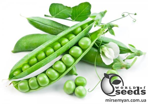 Горох Сабрина 100 000 сем. Syngenta Горох Сабрина 100 000 сем. Syngenta