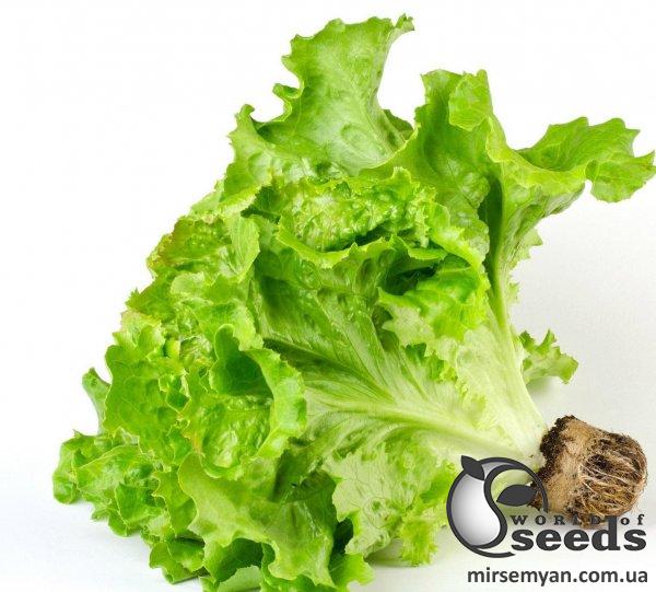 Салат Култхард мелколист.100 000 семян. (Rijk Zwaan) Салат Култхард мелколист.100 000 семян. (Rijk Zwaan)