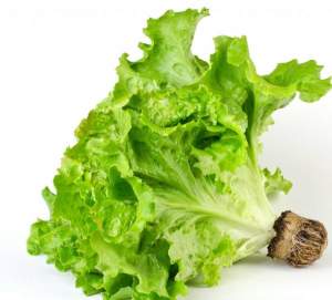 Салат Култхард мелколист.100 000 семян. (Rijk Zwaan) Салат Култхард мелколист.100 000 семян. (Rijk Zwaan)