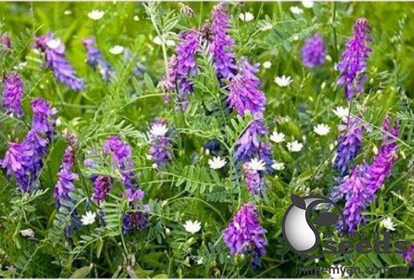 Вика 10кг Вика 10кг