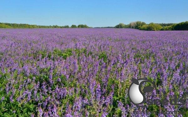 Люцерна посевная 25 кг Люцерна посевная 25 кг