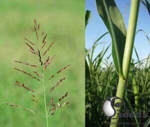 Трава Суданка 40кг Трава Суданка 40кг