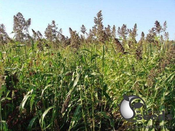 Трава Суданка 40кг Трава Суданка 40кг