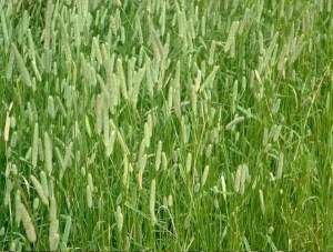 Тимофеевка 20 кг