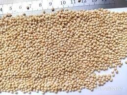 Семена  Просо , 2 кг WoS