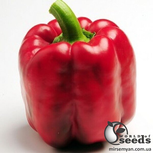 Перец Крусадер F1 500 семян. (Syngenta) Перец Крусадер F1 500 семян. (Syngenta)
