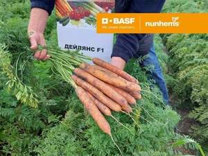 Семена моркови Дейлянс F1 /Deylyans F1  (1,4-1,6 мм) 100 000 сем.  Нунемс (Nunhems)