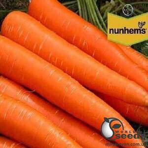 Морковь Каданс F1 (1,8-2мм) 100000н Нунемс