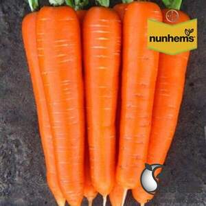 Морковь Каданс F1 (1,8-2мм) 100 000 семян. (Nunhems) Морковь Каданс F1 (1,8-2мм) 100 000 семян. (Nunhems)