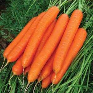 Семена моркови Каданс F1  (1,8-2 мм) 100 000 сем.  Нунемс (Nunhems)