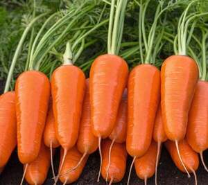 Семена моркови Каспий  F1  (1,6-1,8 мм) 100 000 сем.  Бейо ( Bejo)