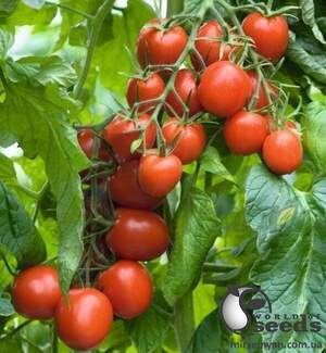 Помидоры Бенито F1 1000 семян. (Bejo)