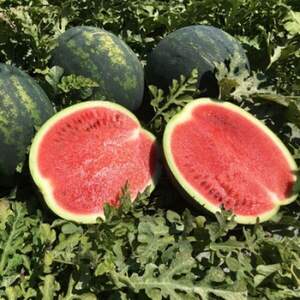 Арбуз Лузитана F1 100 семян. (Rijk Zwaan) Арбуз Лузитана F1 100 семян. (Rijk Zwaan)