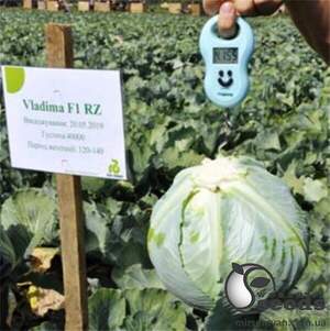 Капуста Владимира 2500 семян. (Rijk Zwaan)