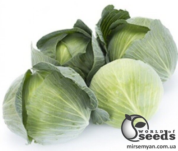 Капуста Дульсима (калибр) 1000 семян. (Rijk Zwaan) Капуста Дульсима (калибр) 1000 семян. (Rijk Zwaan)