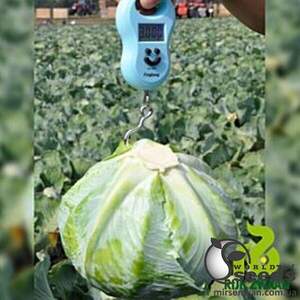 Капуста Дульсима (калибр) 2500 семян. (Rijk Zwaan)