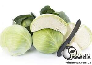 Капуста Дульсима (калибр) 2500 семян. (Rijk Zwaan)