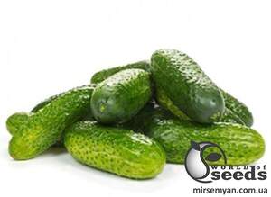 Огурец Бридж F1 250 семян. (Rijk Zwaan)