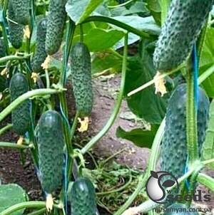 Огурец Илонара F1 250 семян. (Rijk Zwaan)