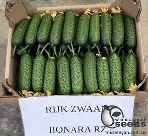 Огурец Илонара F1 250 семян. (Rijk Zwaan)