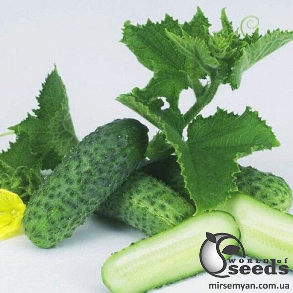 Огурец Шакты F1 – 100 с (Rijk Zwaan) Огурец Шакты F1 – 100 с (Rijk Zwaan)