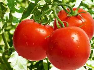 Помидоры Барбадос F1 100 семян. (Rijk Zwaan) Помидоры Барбадос F1 100 семян. (Rijk Zwaan)