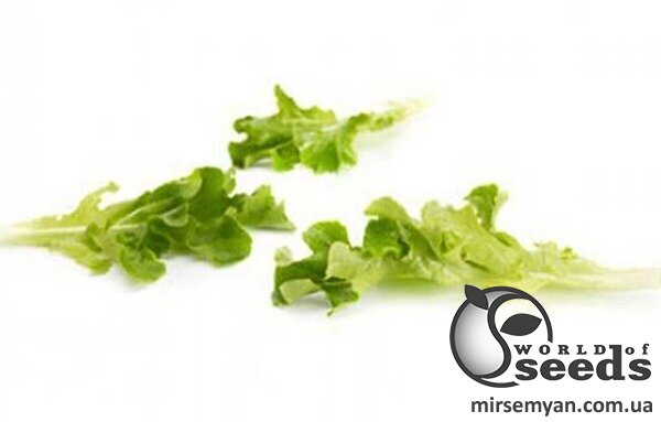 Салат Вебер мелколист. 100 000 семян. (Rijk Zwaan) Салат Вебер мелколист. 100 000 семян. (Rijk Zwaan)