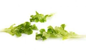 Салат Вебер  мелколист. 100 000 семян. (Rijk Zwaan) Салат Вебер  мелколист. 100 000 семян. (Rijk Zwaan)