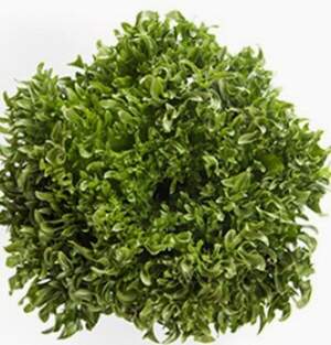 Салат Дюнан 1000 семян. (Rijk Zwaan) Салат Дюнан 1000 семян. (Rijk Zwaan)