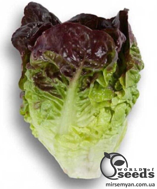 Салат Розайн 5000 семян. (Rijk Zwaan) Салат Розайн 5000 семян. (Rijk Zwaan)