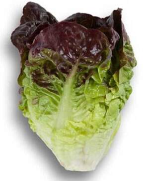 Салат Розайн 1000 семян. (Rijk Zwaan) Салат Розайн 1000 семян. (Rijk Zwaan)