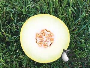 Дыня Дейра F1 500 семян. (Enza Zaden) Дыня Дейра F1 500 семян. (Enza Zaden)