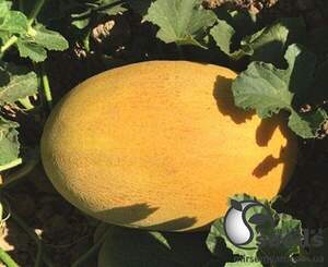 Дыня Дейра F1 500 семян. (Enza Zaden) Дыня Дейра F1 500 семян. (Enza Zaden)