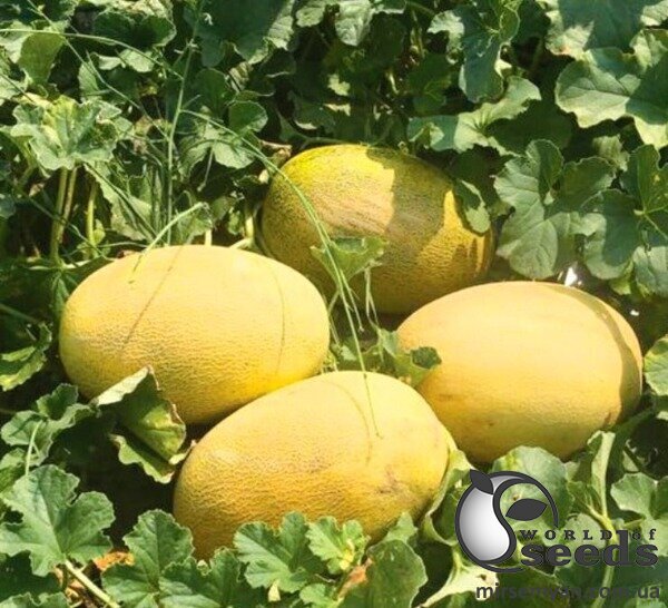 Дыня Дейра F1 500 семян. (Enza Zaden) Дыня Дейра F1 500 семян. (Enza Zaden)