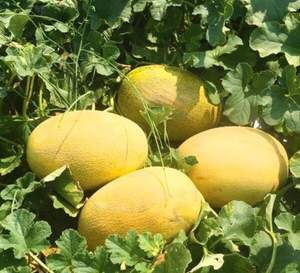 Дыня Дейра F1 500 семян. (Enza Zaden) Дыня Дейра F1 500 семян. (Enza Zaden)