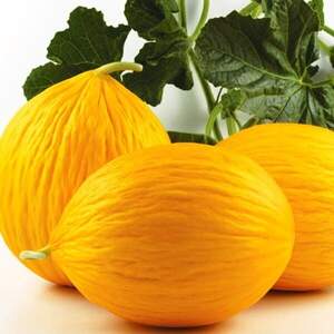 Дыня Эгназио F1 250 семян. (Enza Zaden)